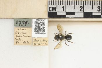 Media type: image;   Entomology 790570 Aspect: Labels